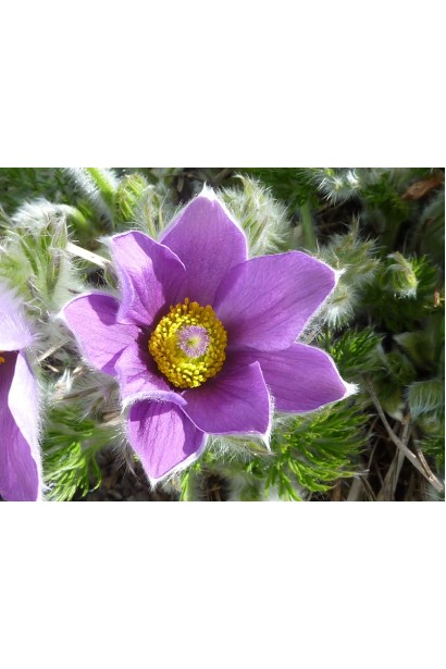 Прострел обыкновенный / Сон-трава (ассорти)