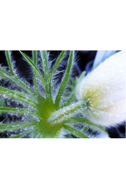 Pulsatilla vulgaris