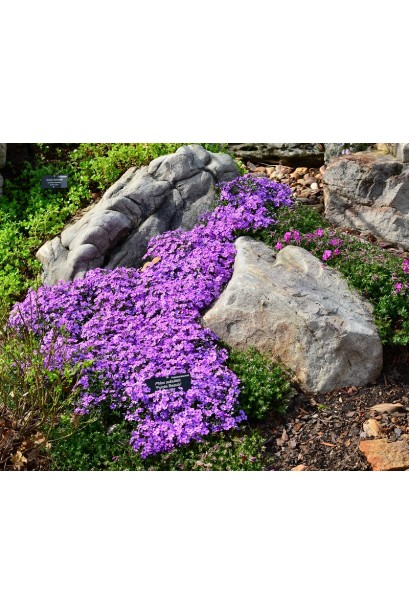 Флокс Пурпл Б’юті