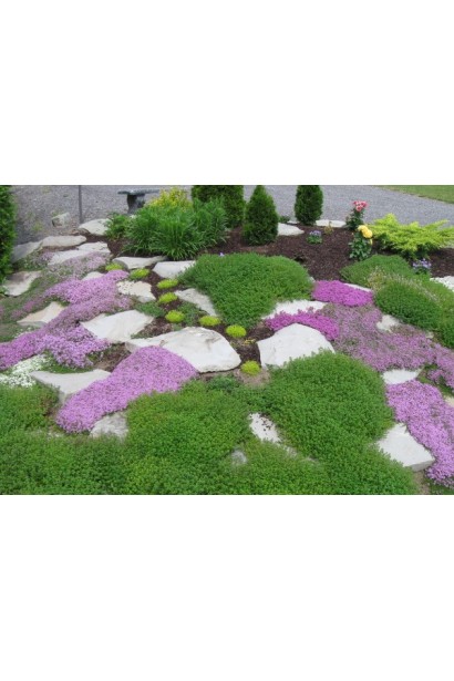 Phlox subulata Purple Beauty