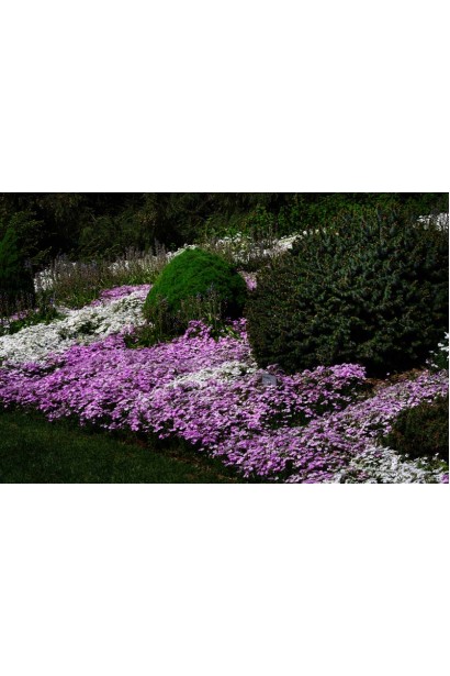 Phlox subulata Purple Beauty