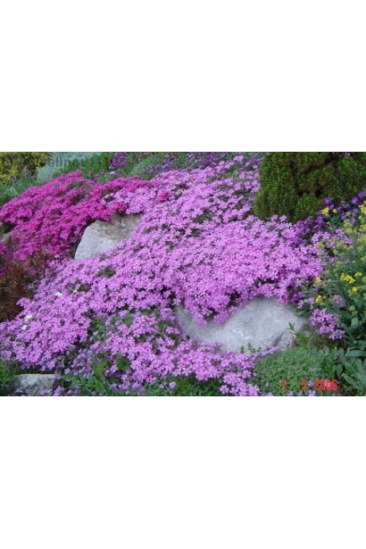 Весняний сад із флоксом Purple Beauty – яскравий акцент.