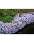 Флокс шилоподібний Пурпл Б’юті | Phlox subulata Purple Beauty | Флокс шиловидный Пурпл Бьюти