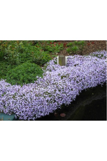 Phlox subulata Purple Beauty утворює щільний квітучий покрив.