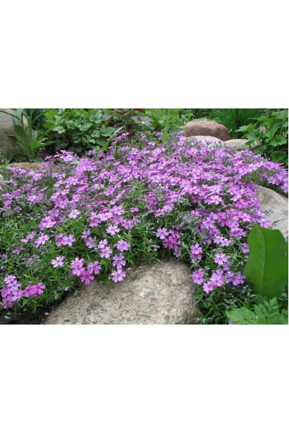 Флокс шилоподібний Пурпл Б’юті цвіте яскравими фіолетовими відтінками.