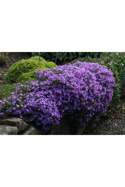 Ніжно-фіолетові квіти флокса Пурпл Б’юті розквітли в саду.