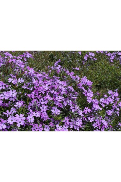 Розкішне цвітіння флокса шилоподібного Purple Beauty.