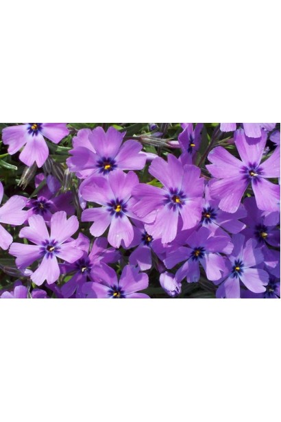 Компактний флокс Purple Beauty із ніжно-фіолетовими квітами.