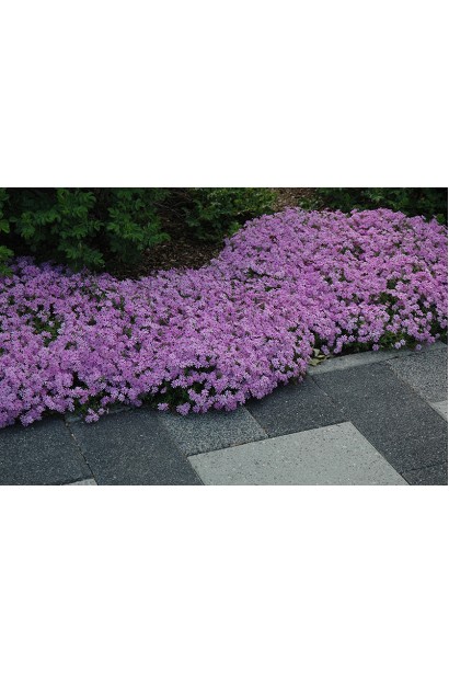 Килим із ніжно-фіолетових квітів флокса Пурпл Б’юті в ландшафтному дизайні.
