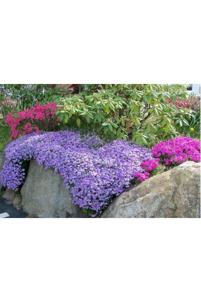 Фіолетовий флокс Purple Beauty оживляє альпійську гірку.