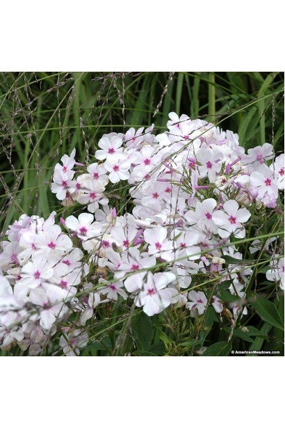 Флокс Амазін Грейс