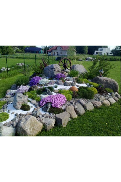 Флокс шилоподібний Амазін Грейс 