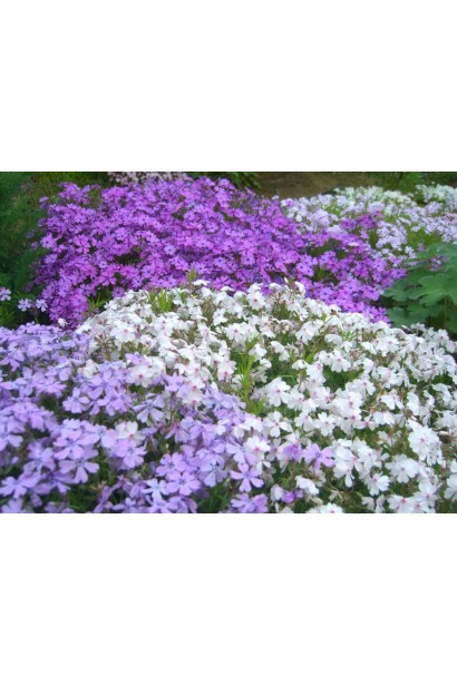 Елегантний флокс шилоподібний Амазін Грейс у ландшафтному дизайні.