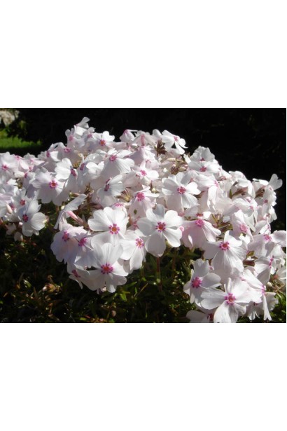 Чисті білі квіти Phlox subulata Amazing Grace у весняному саду.