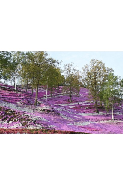 Флокс шилоподібний Амазін Грейс 