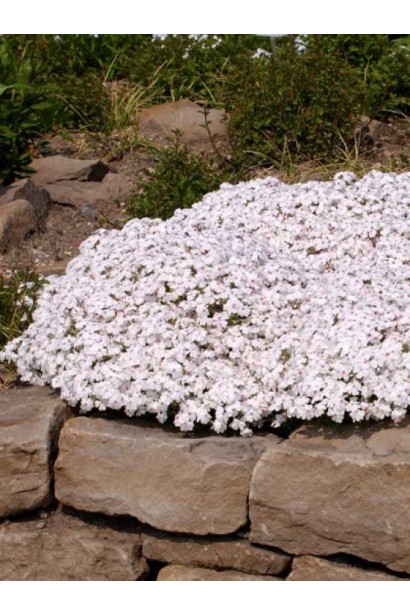 Phlox subulata Amazing Grace прикрашає клумбу яскравим білим килимом.