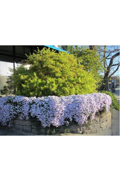 Phlox subulata Amazing Grace