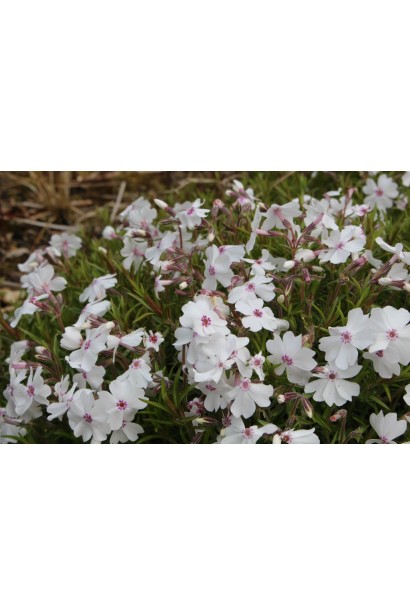 Квіти Phlox subulata Amazing Grace прикрашають клумбу своєю ніжністю.