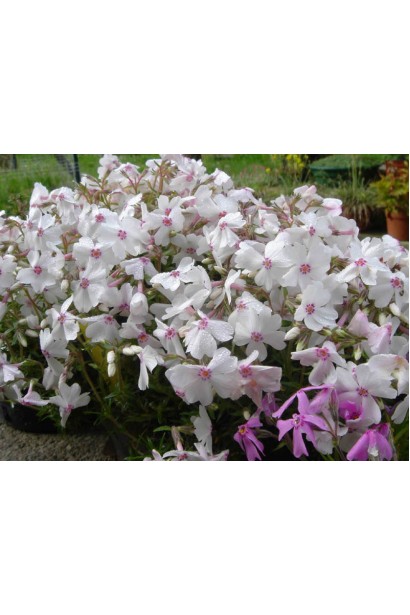 Ніжно-білі квіти флокса шилоподібного Амазін Грейс у саду.