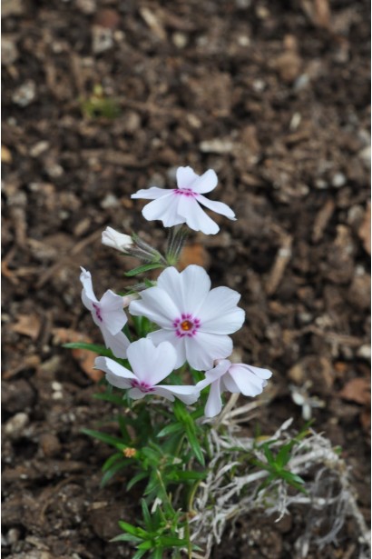 Флокс шилоподібний Амазін Грейс (білий з пурпуровою серединкою)
