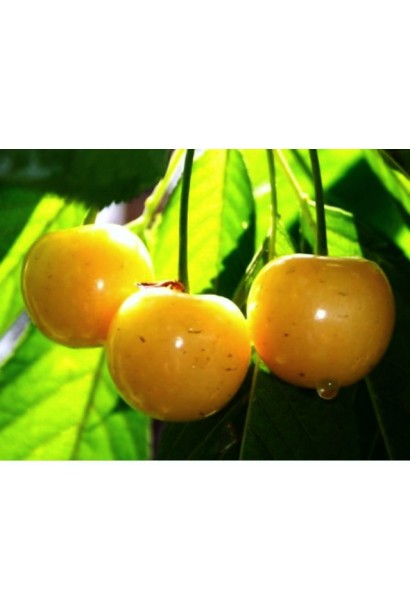 Ранній сорт черешні Жовточок для вашого саду.