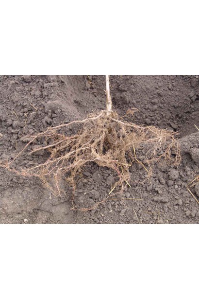 Посадка Черешні Жовточок з голим коренем