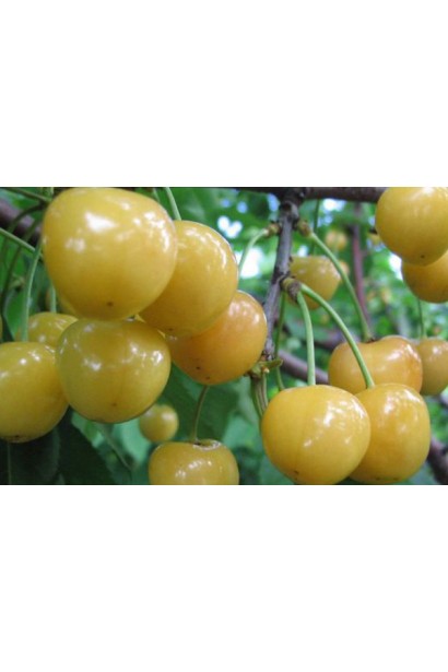 Черешня Жовточок із солодкими жовтими плодами.
