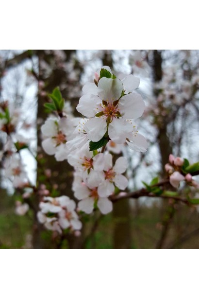 Цвітіння черешні Жовточок прикрашає сад навесні.