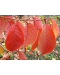 Черешня Жовточок | Черешня Желточек | Prunus avium Yolk