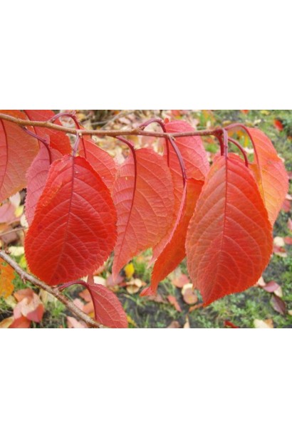 Черешня Жовточок (жовта, рання) - листя