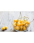 Черешня Жовточок | Черешня Желточек | Prunus avium Yolk