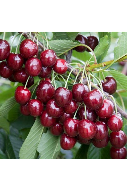 Черешня Мелітопольська Чорна з соковитими чорними ягодами.