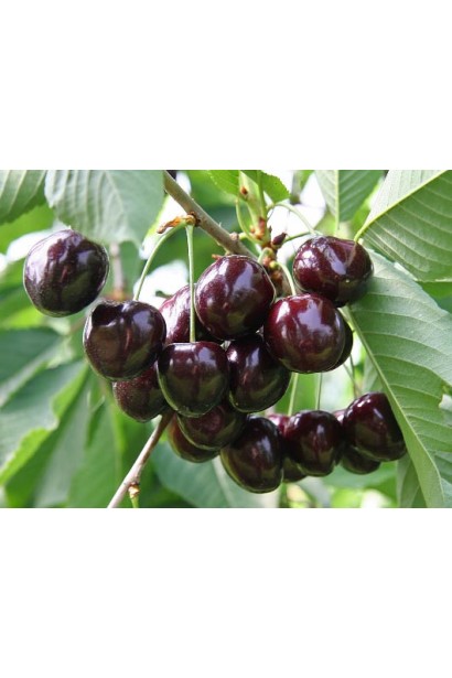 Мелітопольська Чорна черешня — пізній сорт з великими плодами.