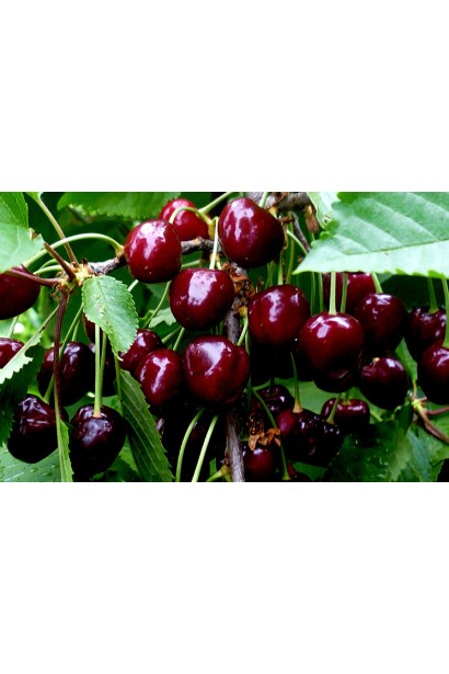 Пізня черешня Мелітопольська Чорна для осіннього збору.