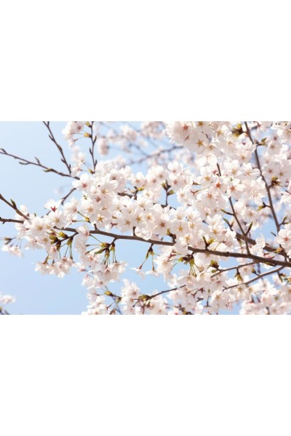 Цвітіння Черешні Мелітопольська Чорна