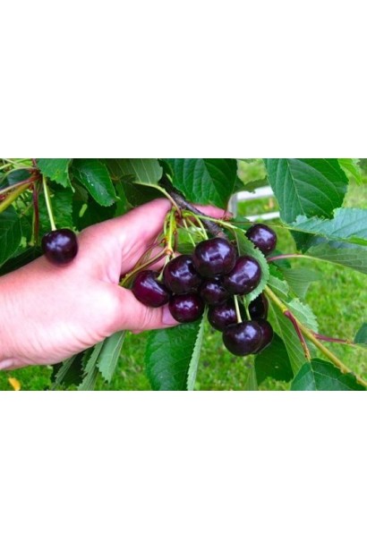 Мелітопольська Чорна черешня для пізнього збору врожаю.
