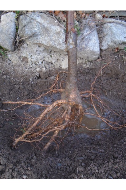 Саджанці черешні Мелітопольська Чорна для пізнього врожаю.