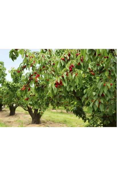 Середній сорт черешні Дончанка для вашого саду.