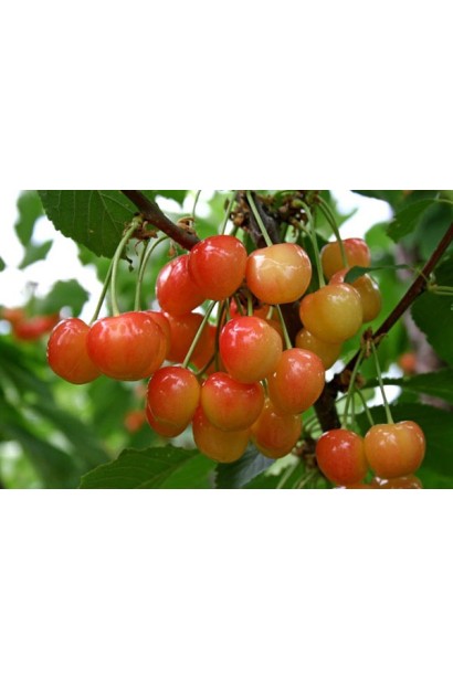 Жовто-рожева черешня Дончанка — солодкий смак літа.