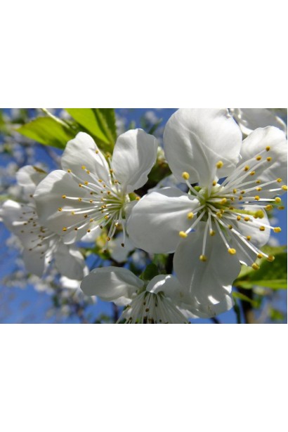 Ніжні білі квіти черешні Дончанка 