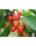 Черешня Дончанка (желто-розовая, средняя) | Черешня Дончанка (жовто-рожева, середня) | Prunus avium Donchanka