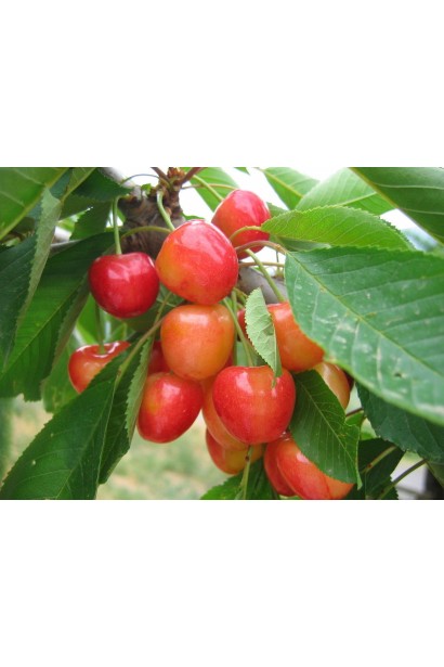 Черешня Дончанка — ароматні плоди жовто-рожевого кольору.