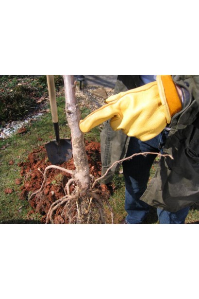 Саджанці черешні Дончанка з голим коренем для садового центру.