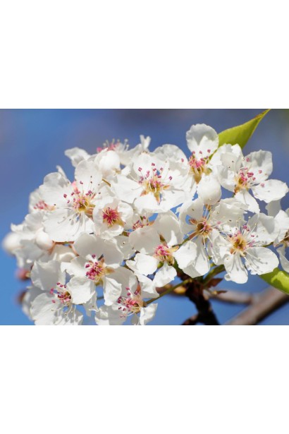 Цветение Черешни Аэлита