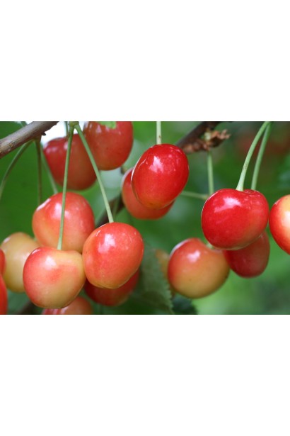 Черешня Аэлита с розовыми средними плодами.