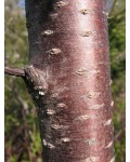 Черешня Аеліта (рожева, середня) | Черешня Аэлита (розовая, средняя) | Prunus avium Aelita