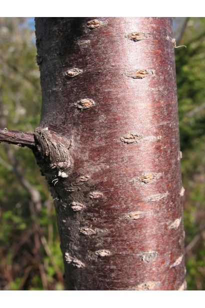 Ствол Черешни Аэлита