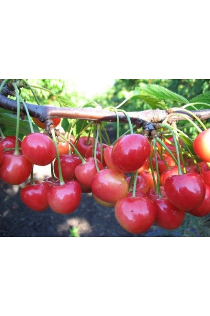 Черешня Аэлита с ярко-розовыми плодами, готовыми к сбору.