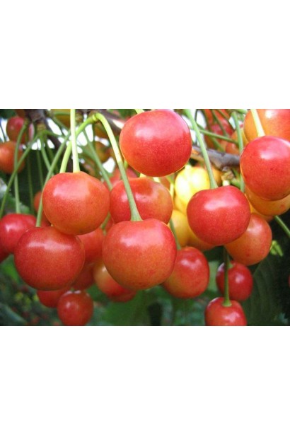 Черешня Аэлита со средними плодами, меняющими цвет на розовый.