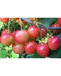 Черешня Аэлита (розовая, средняя) | Черешня Аеліта (рожева, середня) | Prunus avium Aelita